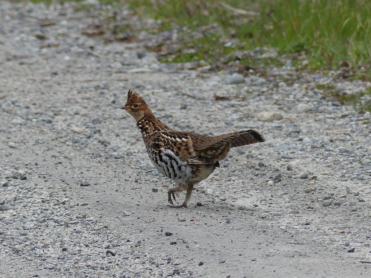 Ruffed Grouse - ML441381471