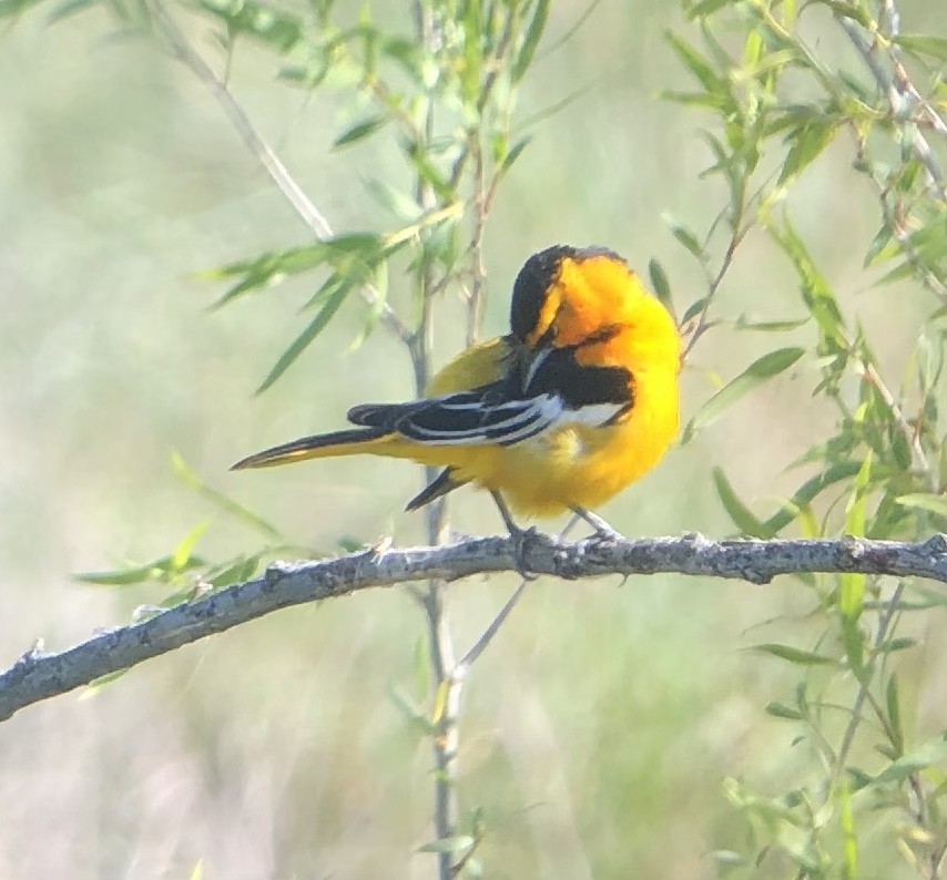 Oriole de Bullock - ML441381761