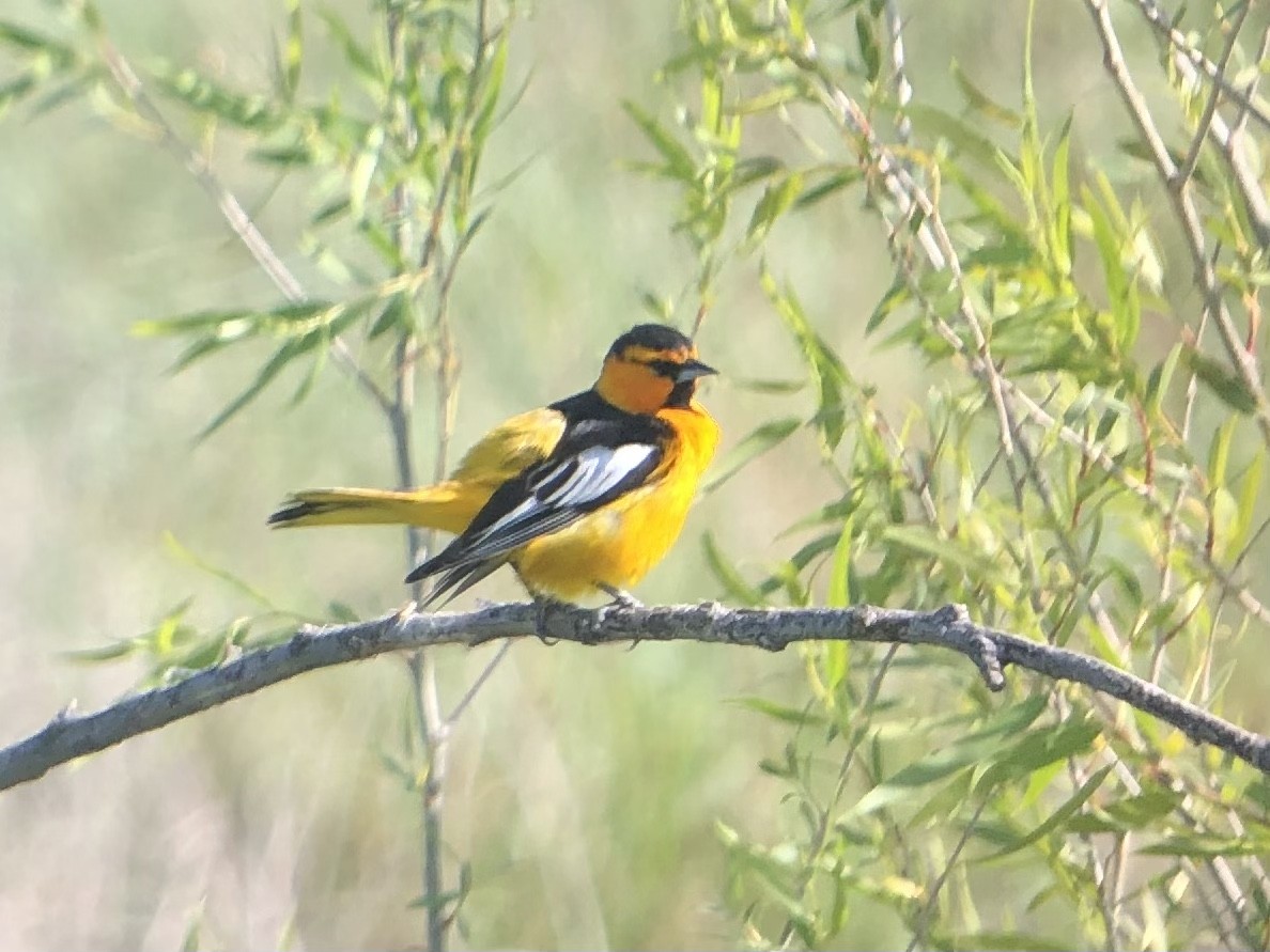 Oriole de Bullock - ML441381781