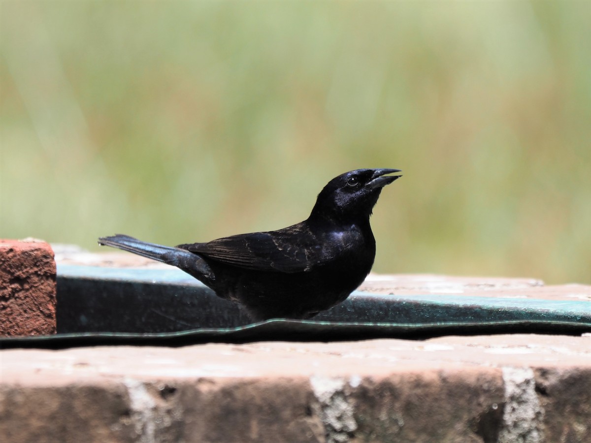 Shiny Cowbird - ML441382371