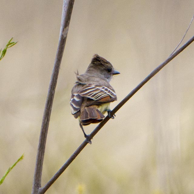 Ash-throated Flycatcher - ML441385231