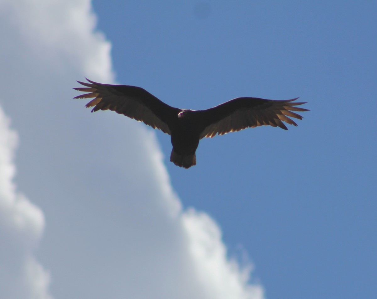 Turkey Vulture - ML441385571