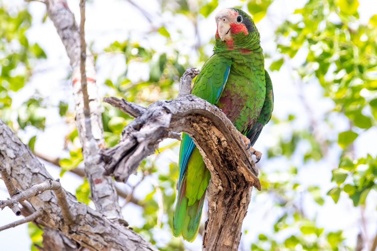 Cuban Parrot - ML441386021