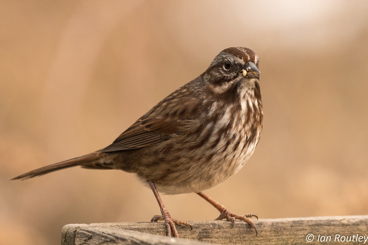 Song Sparrow - ML44138631