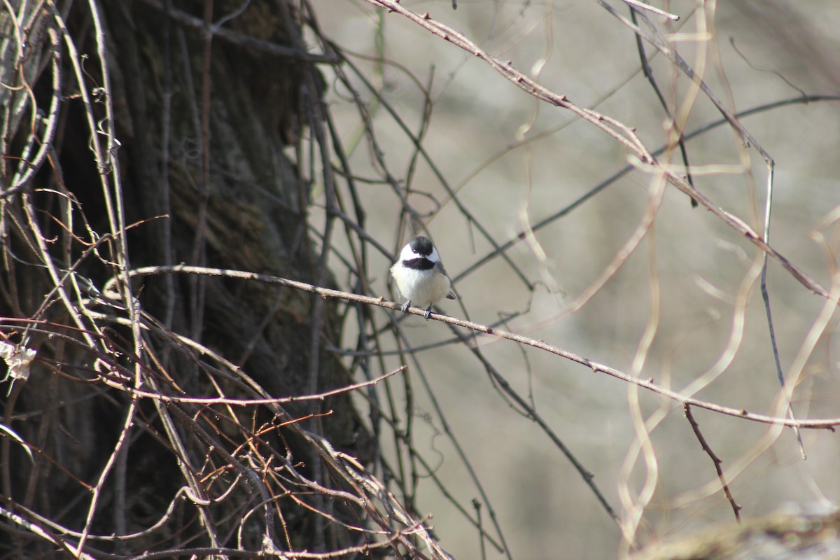 Black-capped Chickadee - ML441386451
