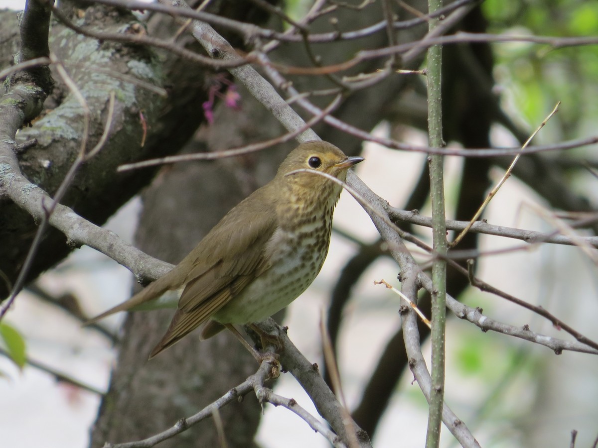 Swainson's Thrush - ML441387371