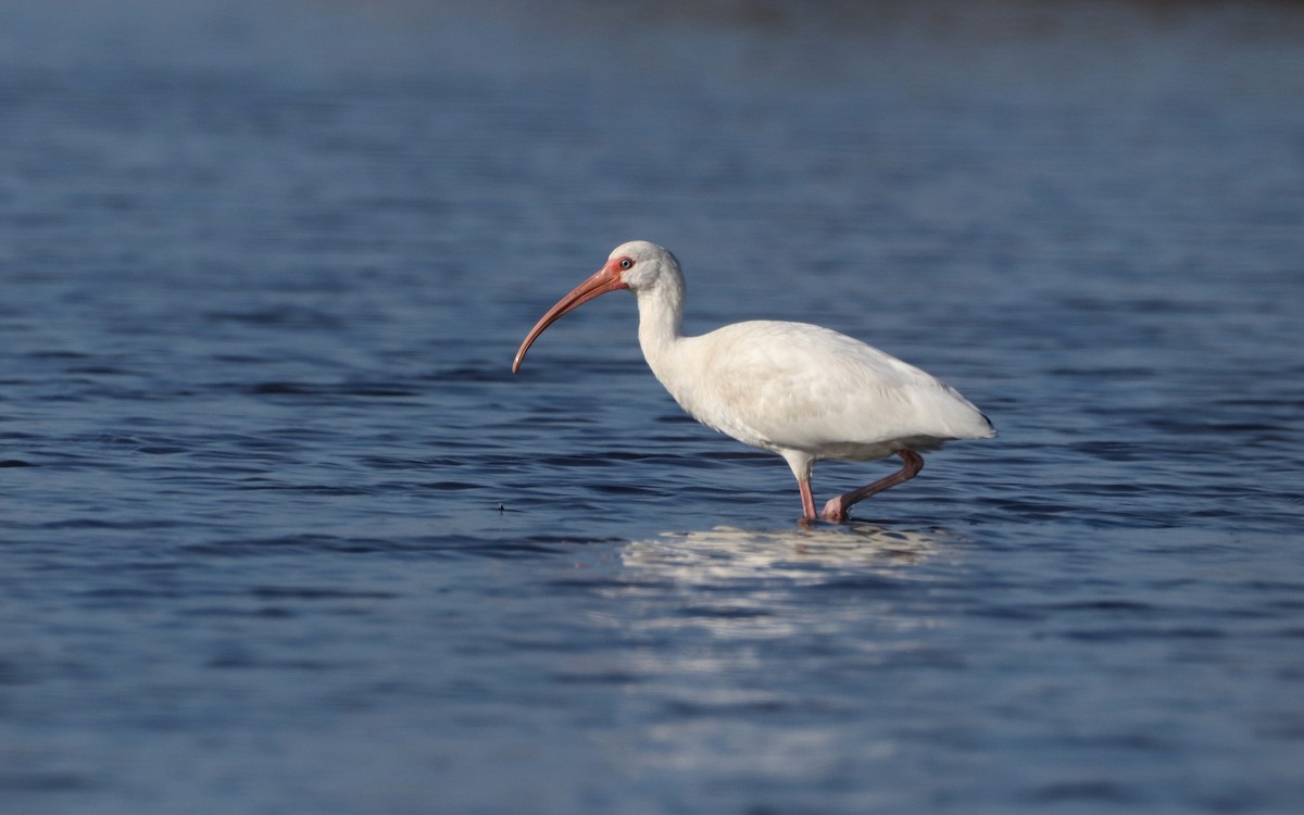 White Ibis - ML441389001