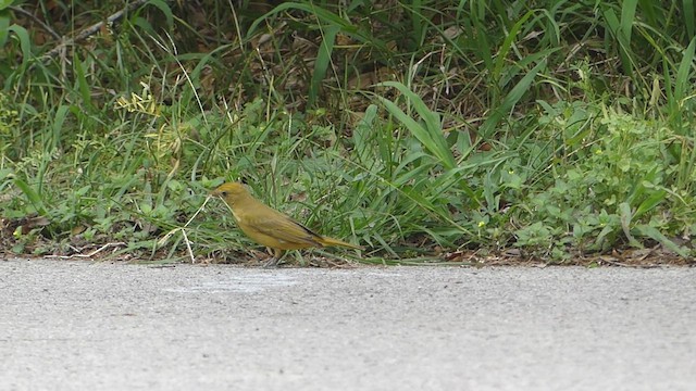 Piranga vermillon - ML441389411