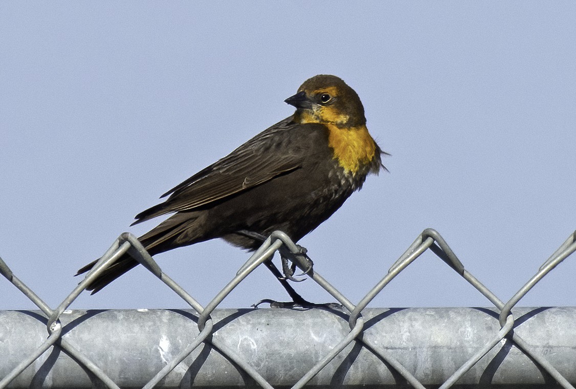 Yellow-headed Blackbird - ML441389551