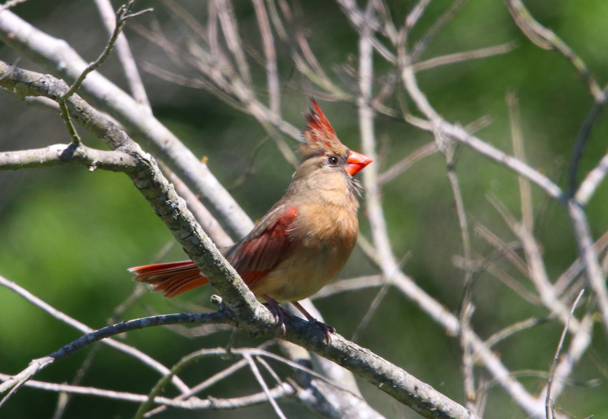 Northern Cardinal - Manuel Duran