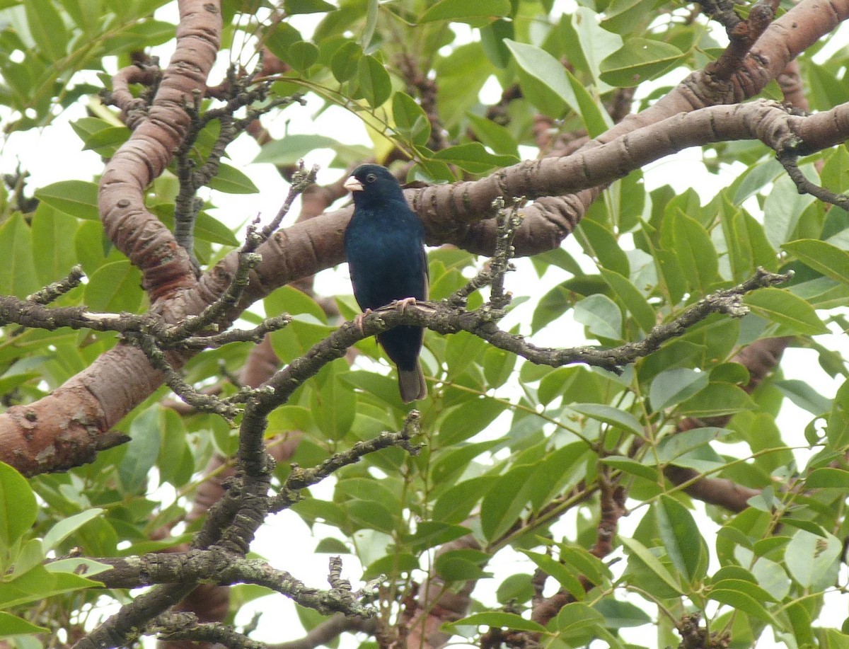 Barka Indigobird - ML44139041