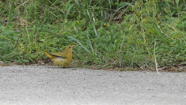 Piranga vermillon - ML441391191