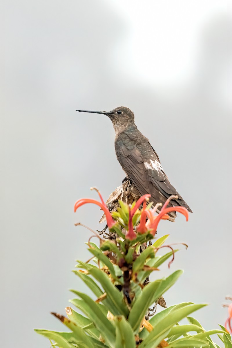 Giant Hummingbird - ML441393221