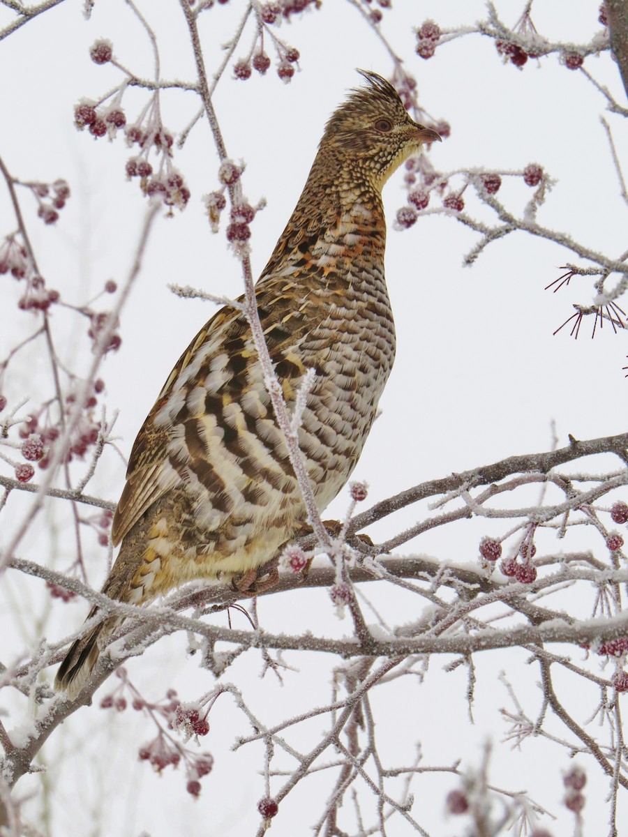 Ruffed Grouse - Marya Moosman