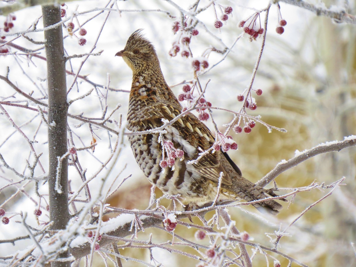 Ruffed Grouse - Marya Moosman
