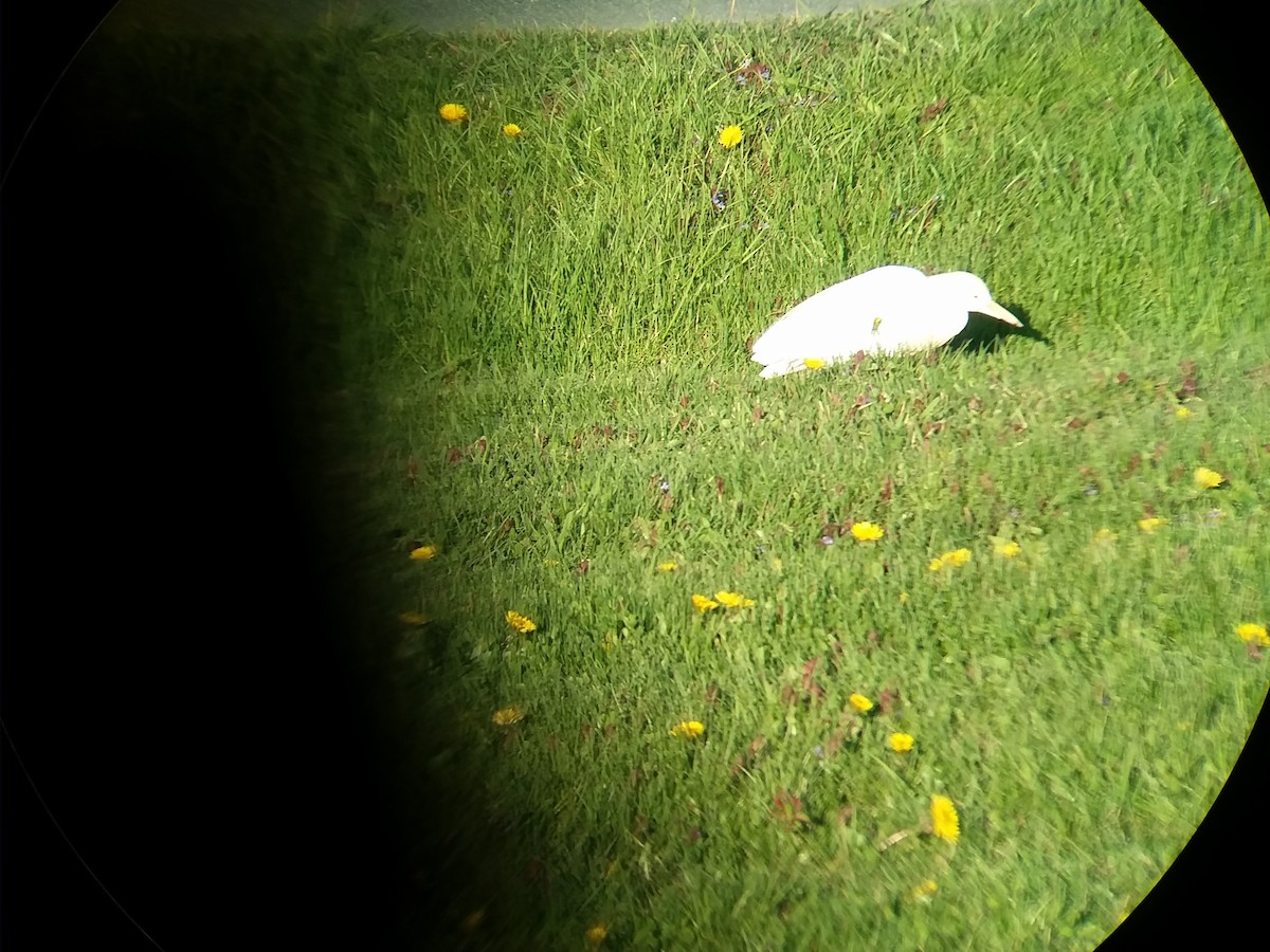 Western Cattle Egret - ML441394091