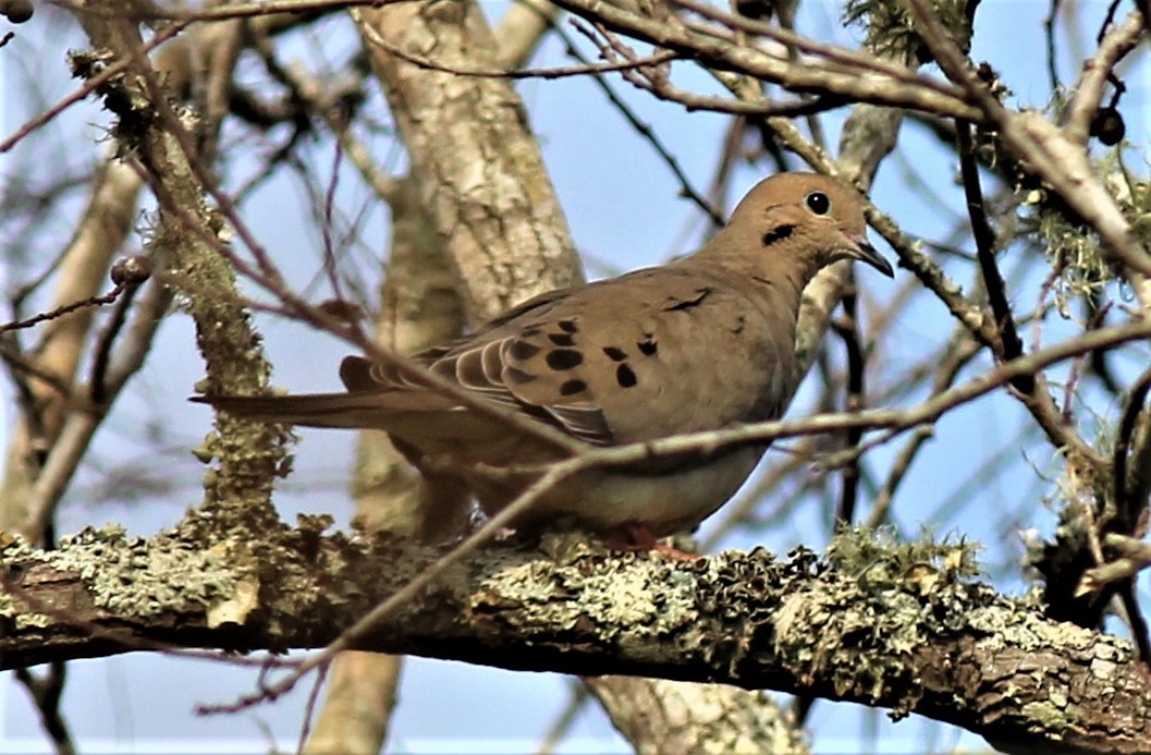 Mourning Dove - ML441394761