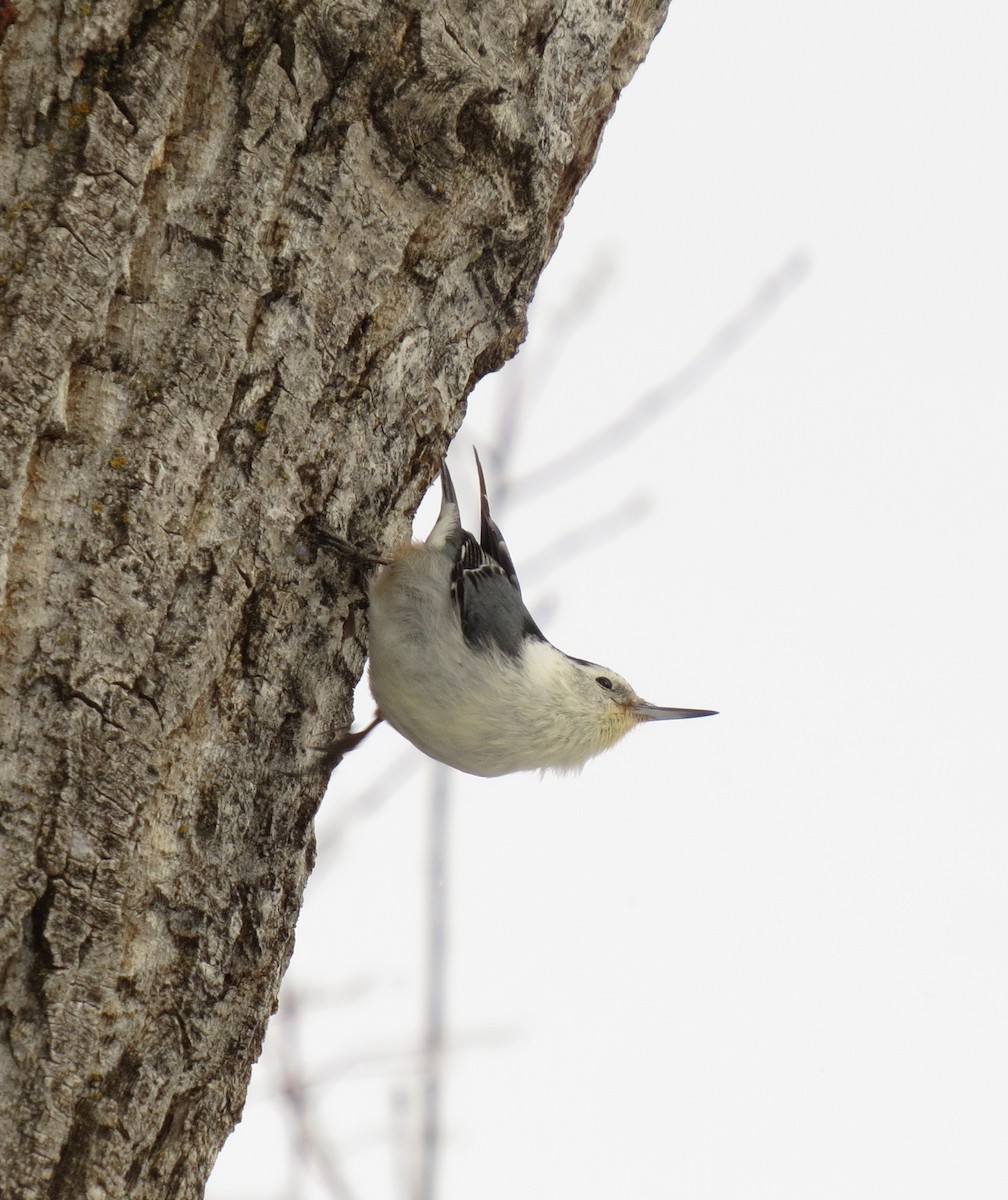 White-breasted Nuthatch - ML44139491