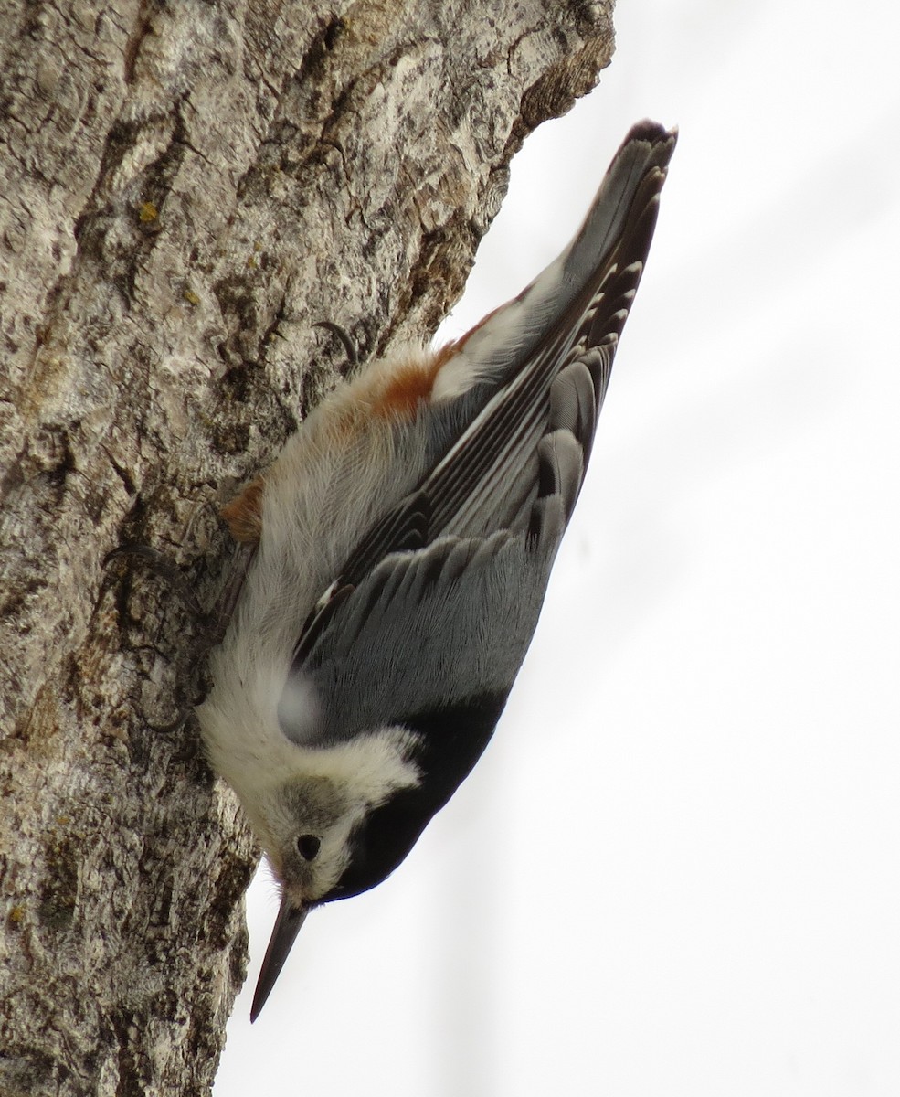 White-breasted Nuthatch - ML44139501