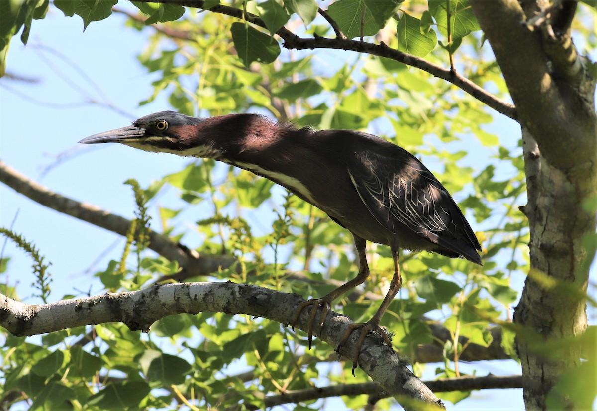 Green Heron - ML441395051