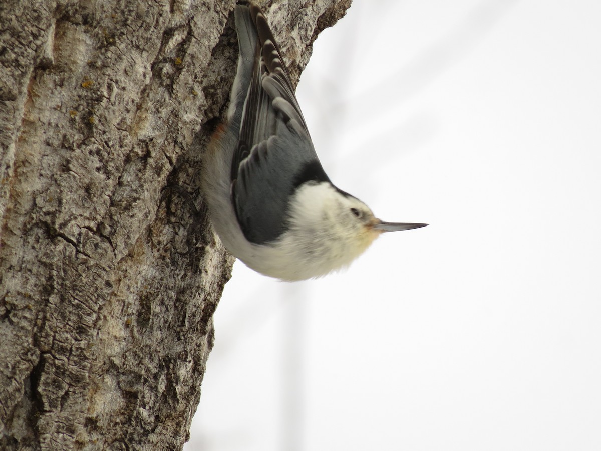 White-breasted Nuthatch - ML44139511