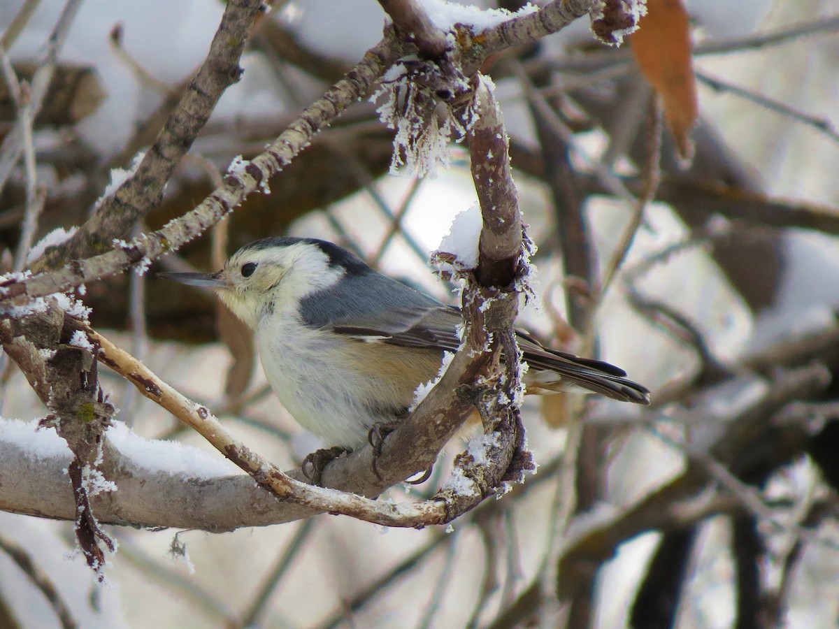 White-breasted Nuthatch - ML44139521