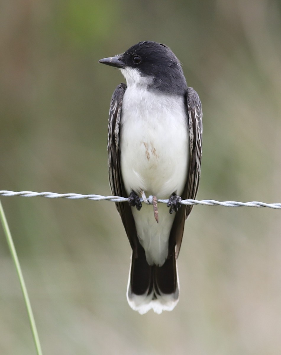 Eastern Kingbird - ML441395561