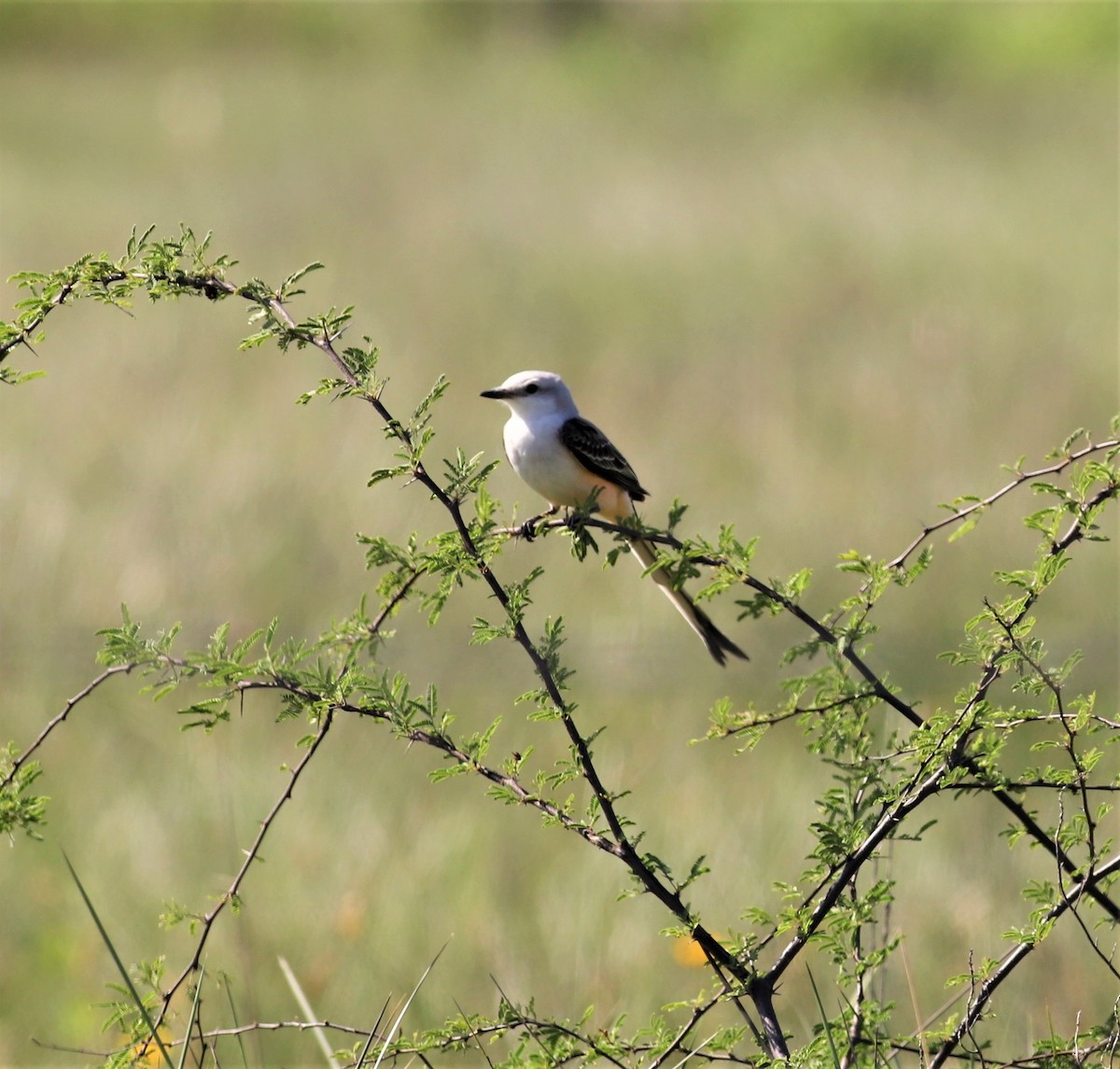 Scissor-tailed Flycatcher - ML441395781