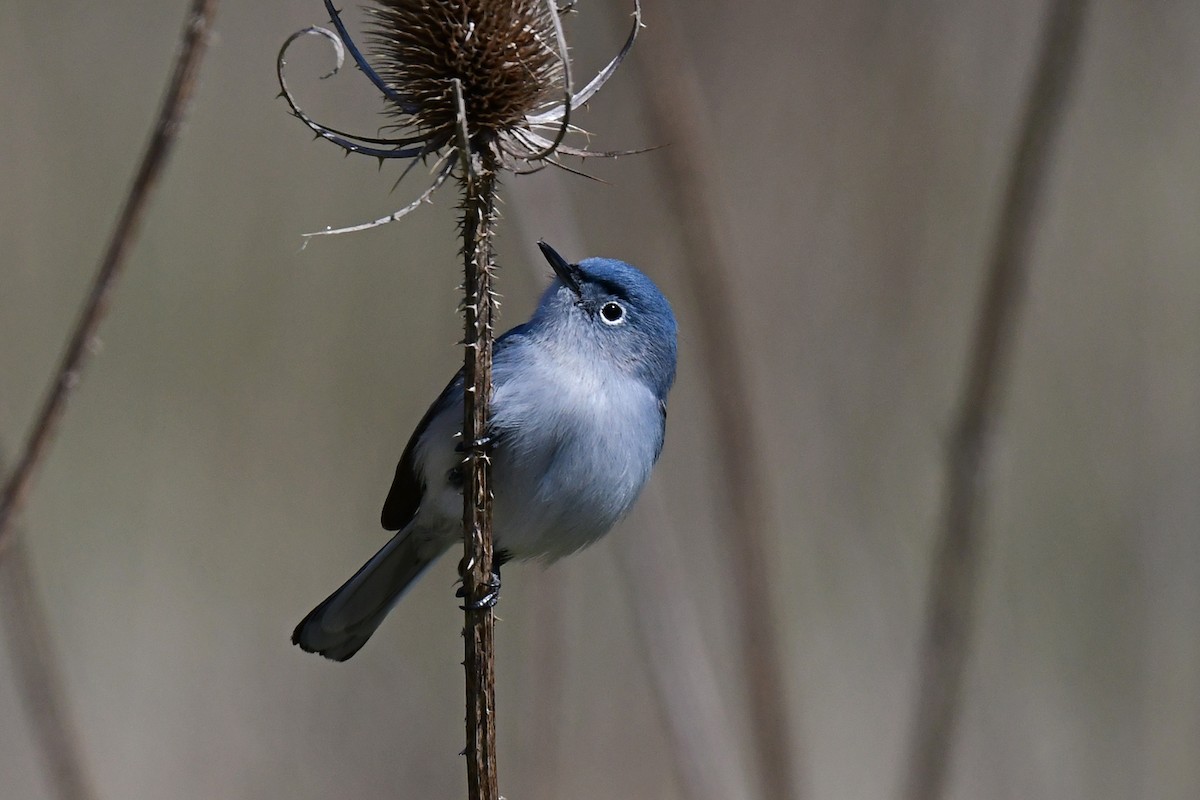 Blue-gray Gnatcatcher - ML441395841