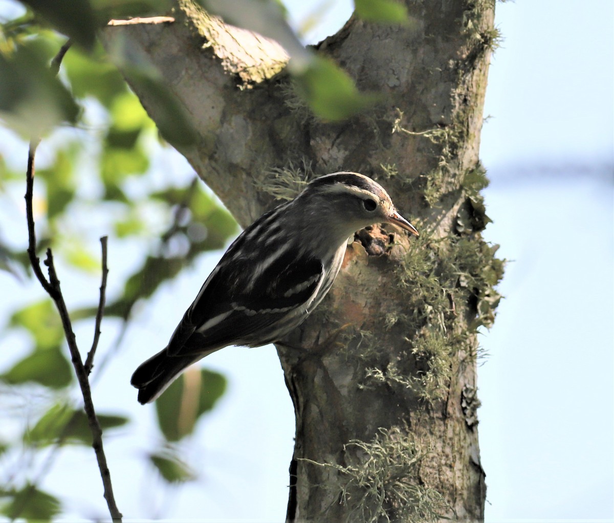 Black-and-white Warbler - ML441395941