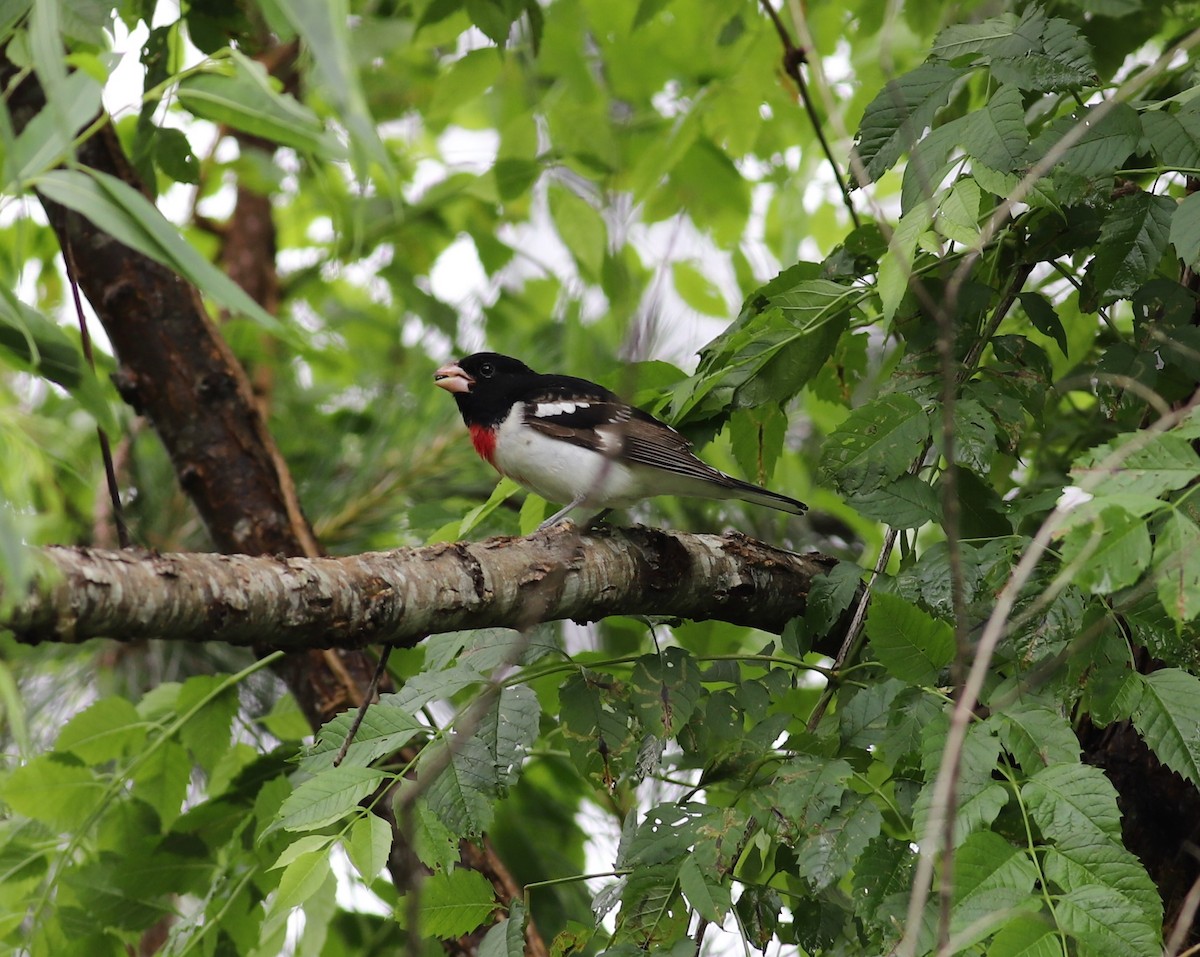Rose-breasted Grosbeak - ML441396031