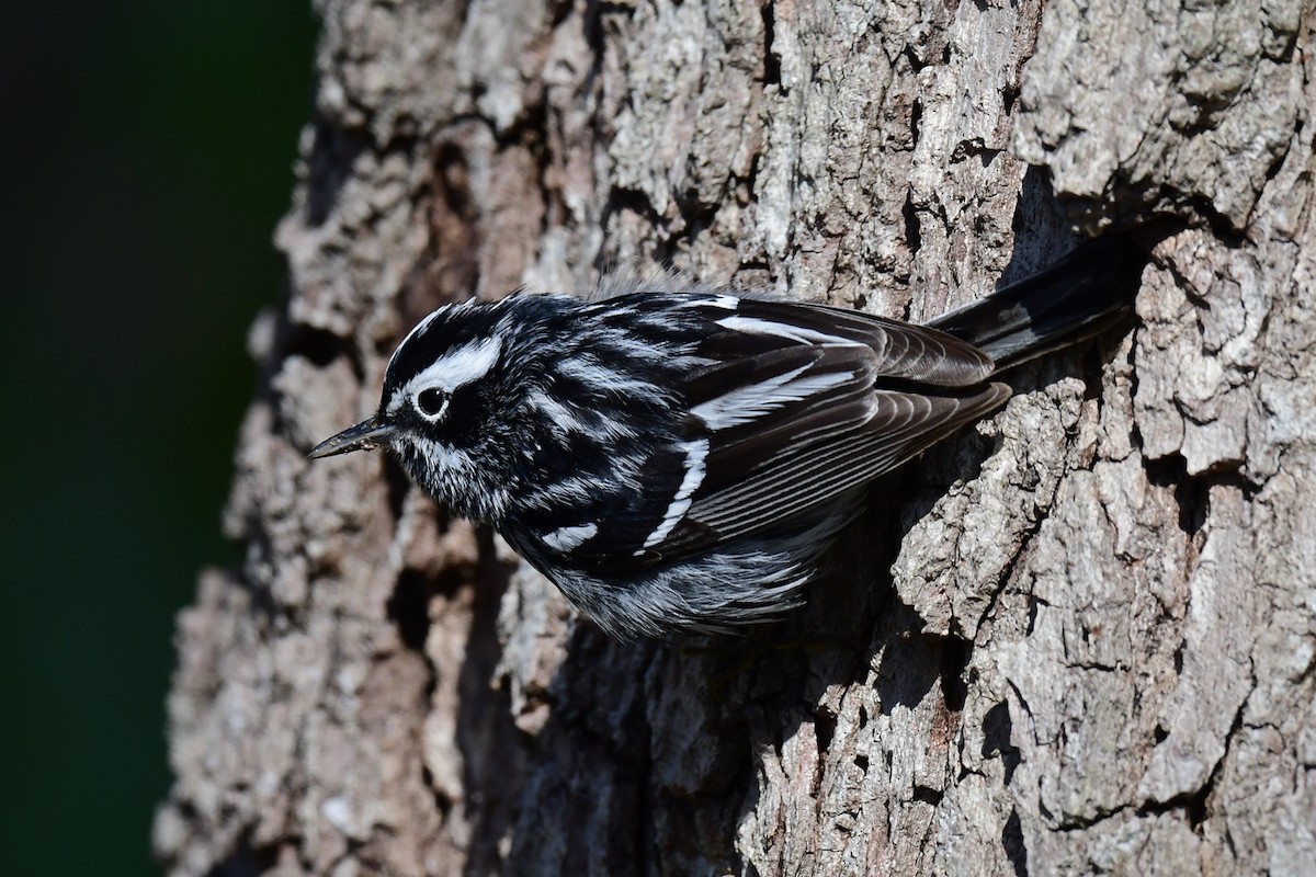 Black-and-white Warbler - ML441396041