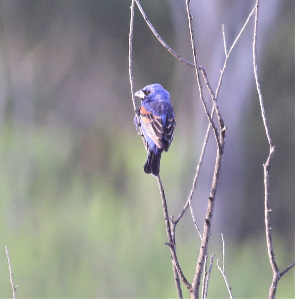 Blue Grosbeak - ML441396091