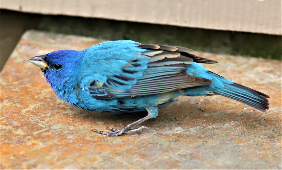 Indigo Bunting - ML441396251