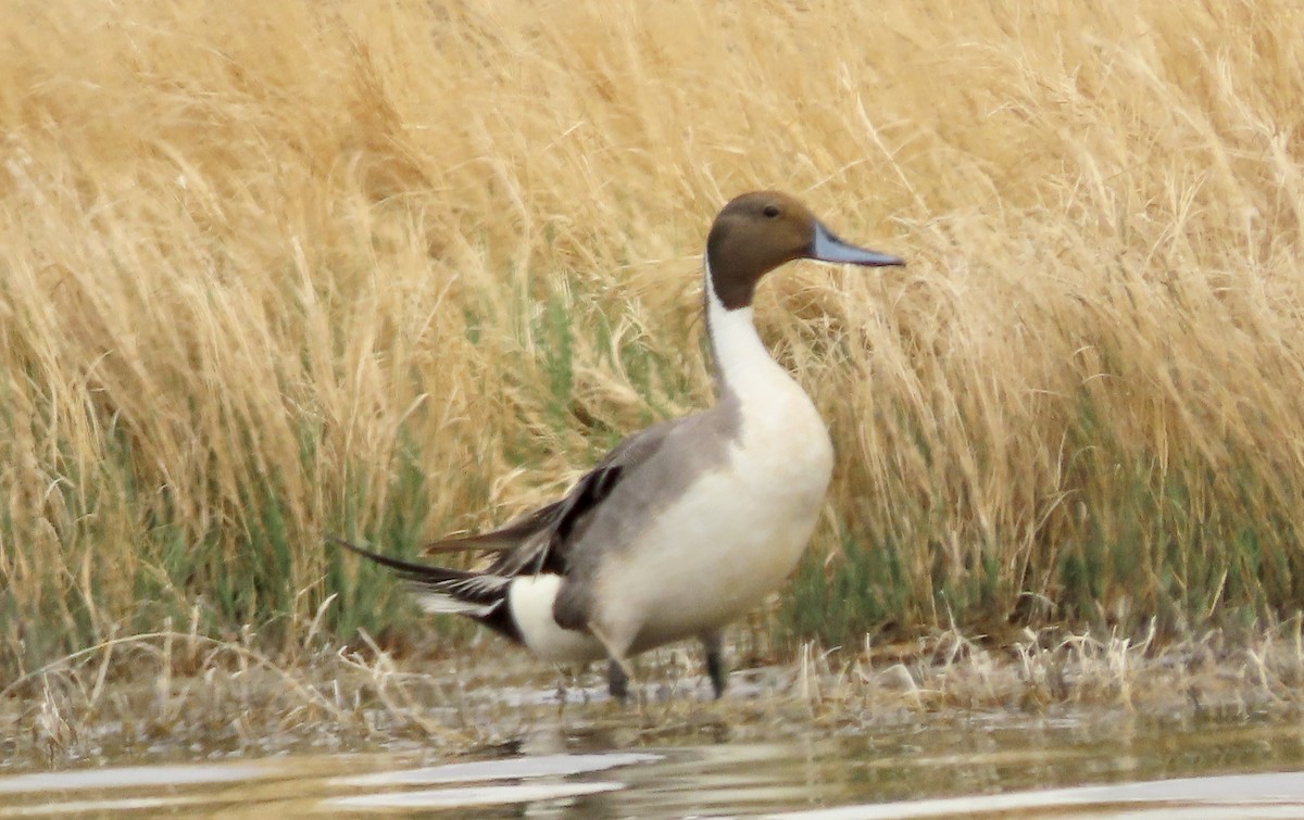 Northern Pintail - ML441396641