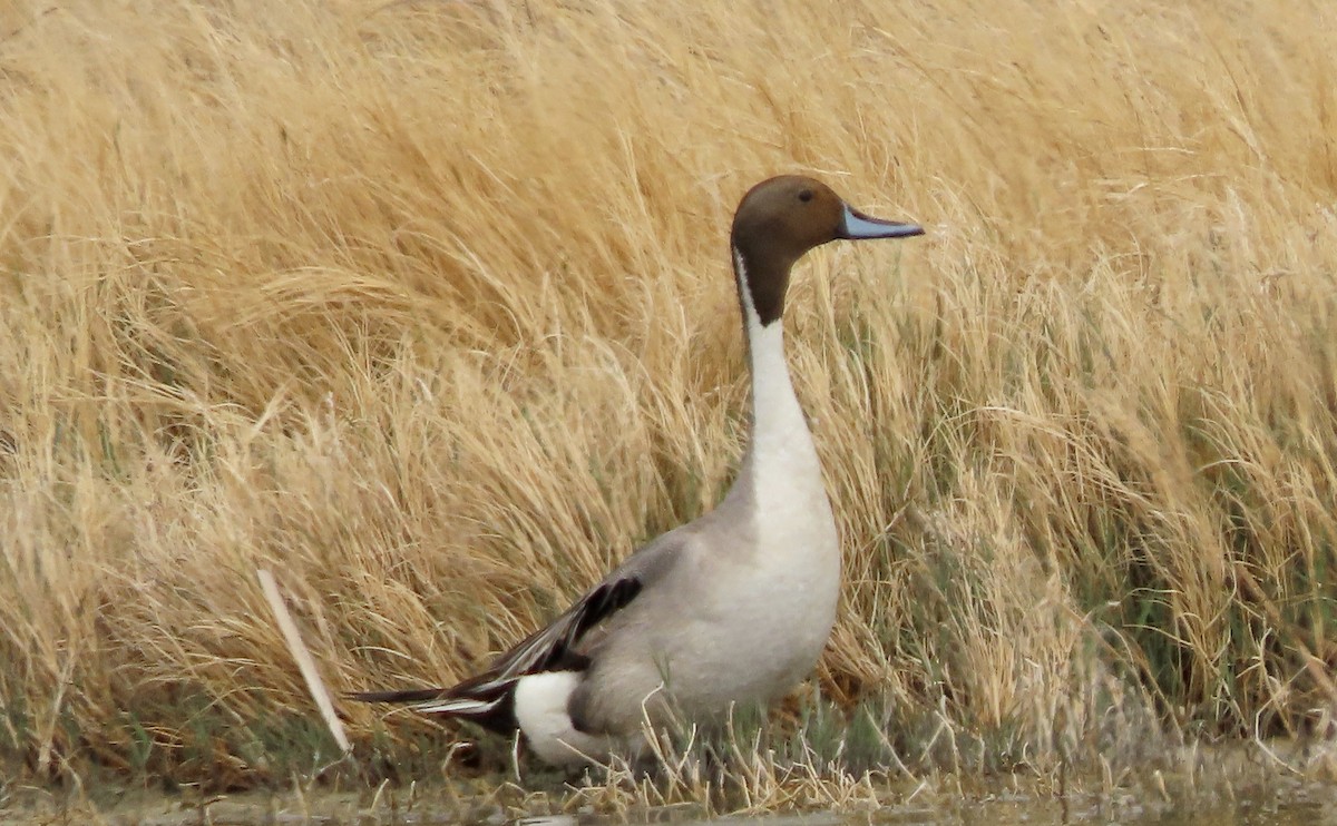 Northern Pintail - ML441396671