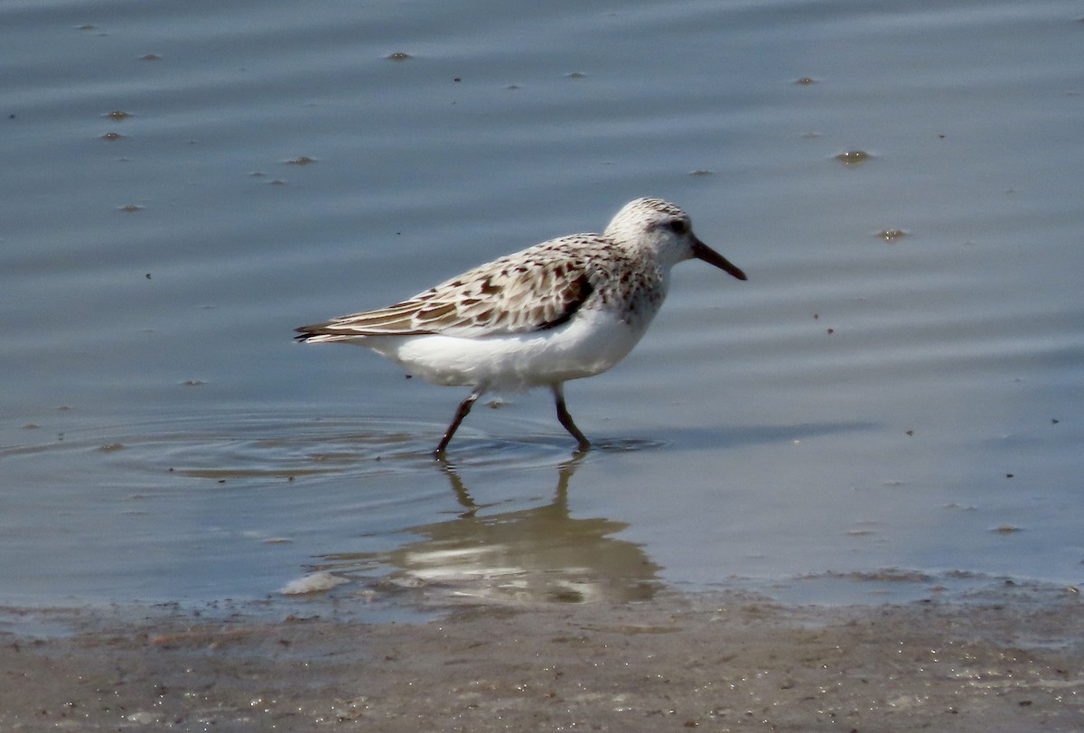 Bécasseau sanderling - ML441397531