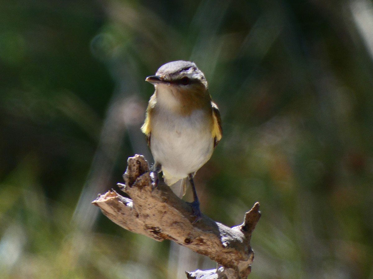 Kızıl Gözlü Vireo - ML441398351