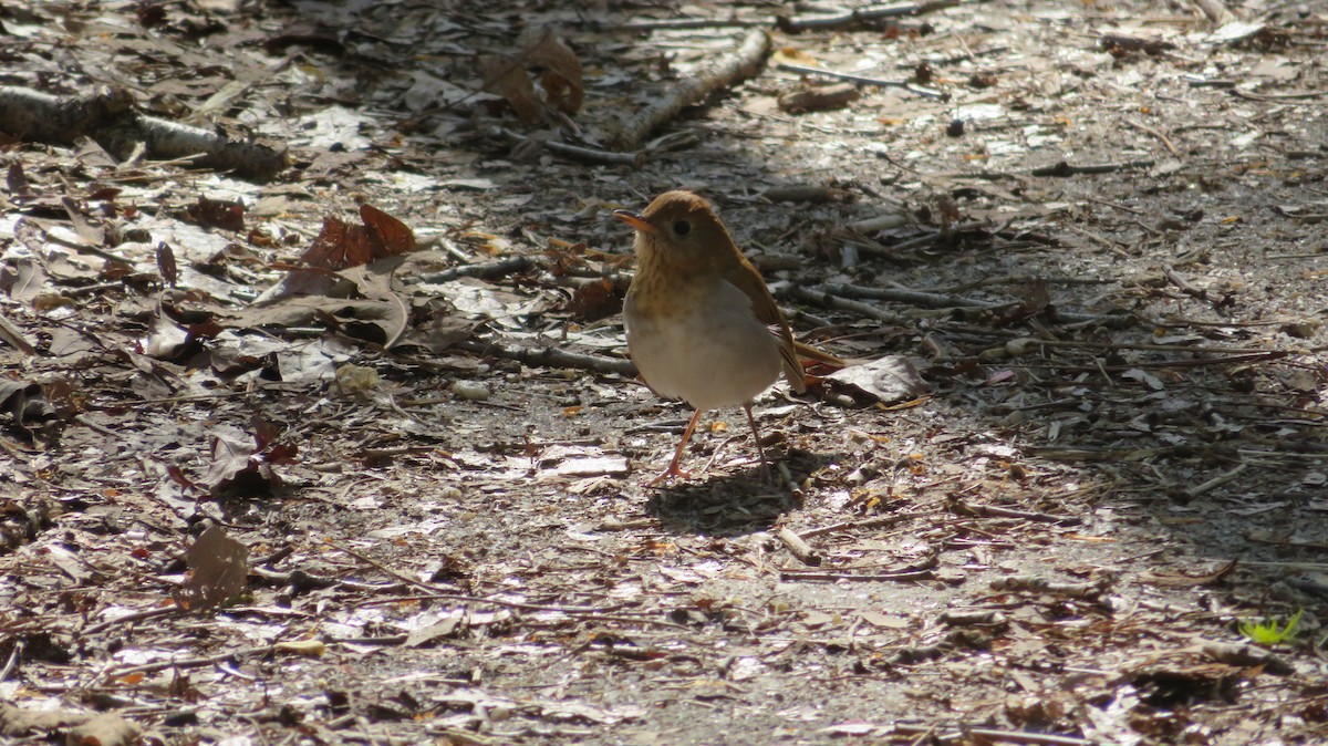 Veery - ML441399991