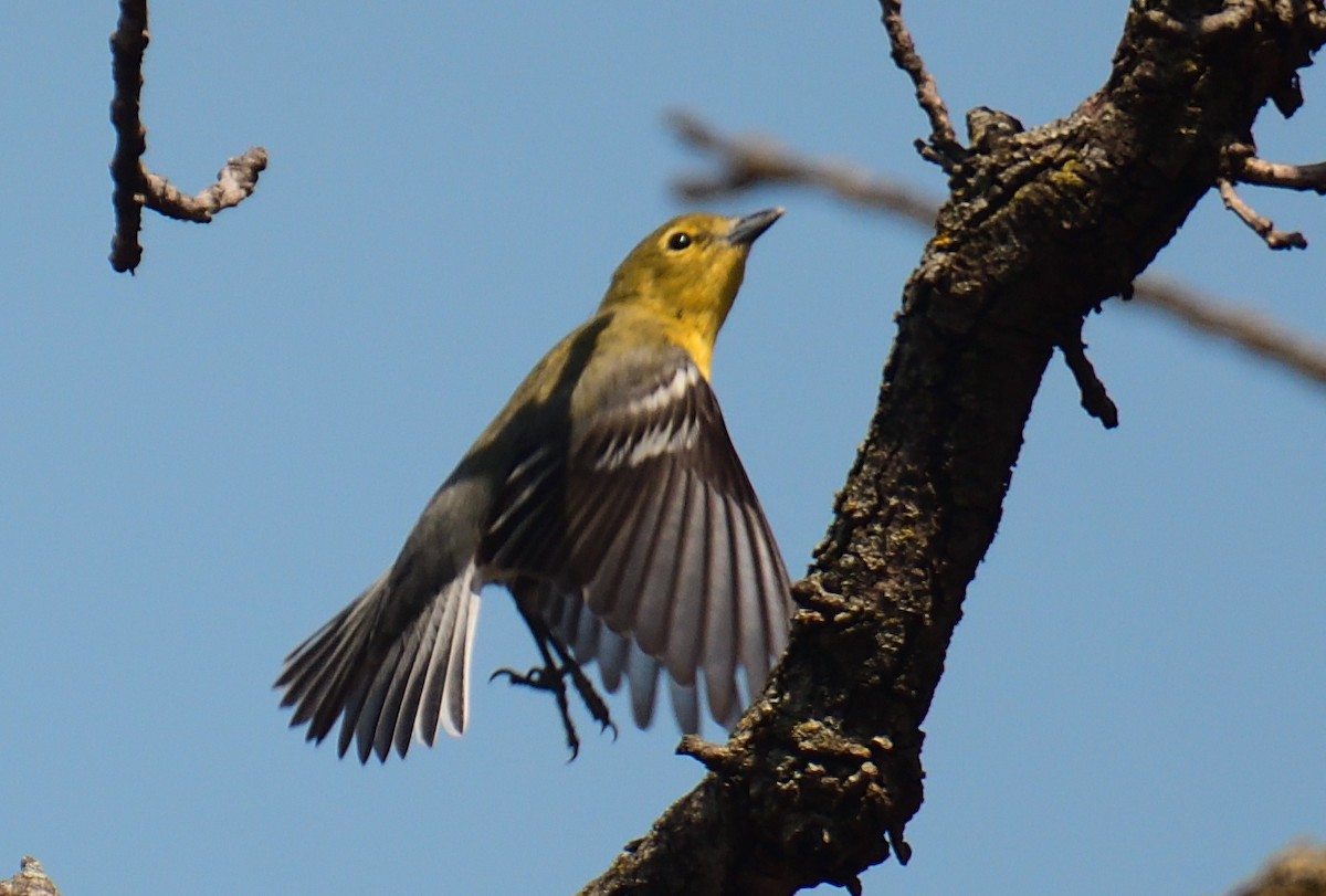 Yellow-throated Vireo - ML441401301