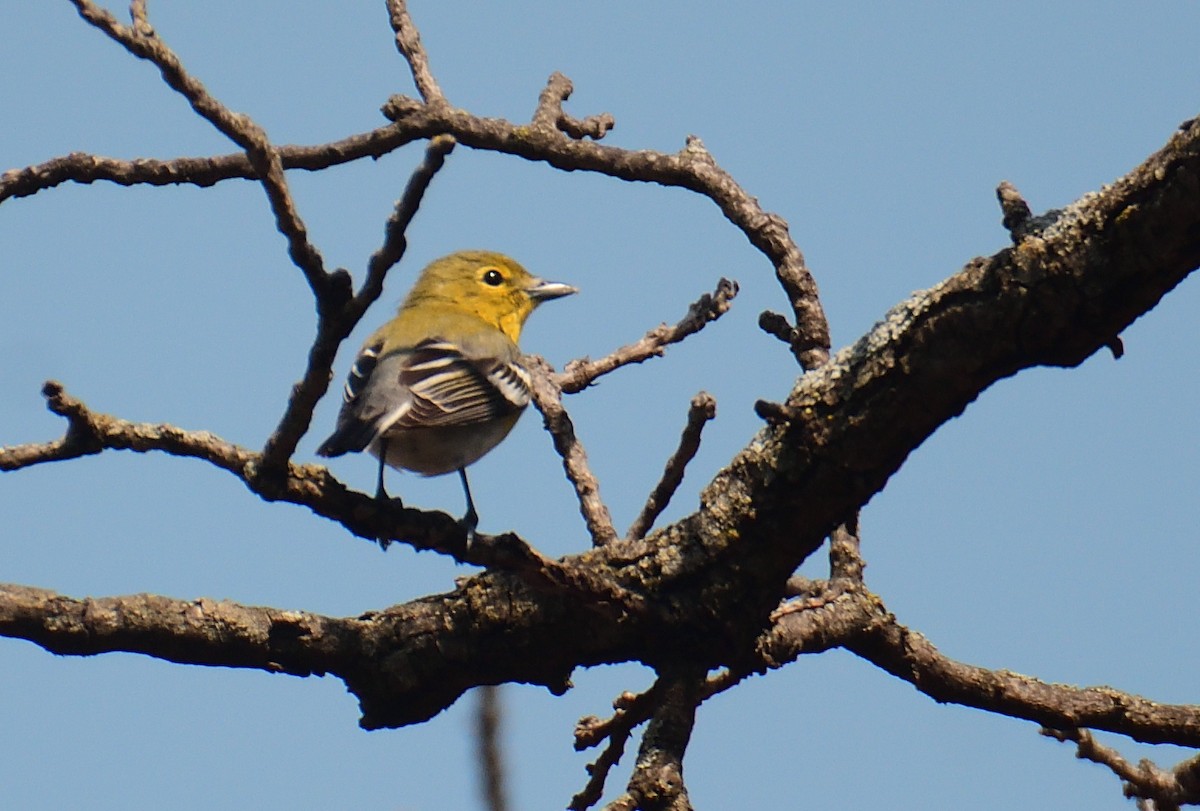 Yellow-throated Vireo - ML441401331