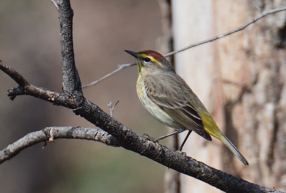 lesňáček bažinný (ssp. palmarum) - ML441401391