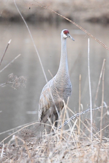 Sandhill Crane - Clinton County  eBird Data