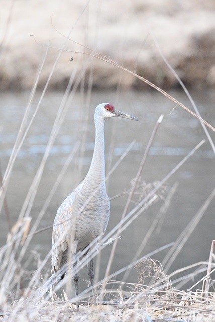 Sandhill Crane - ML441402031