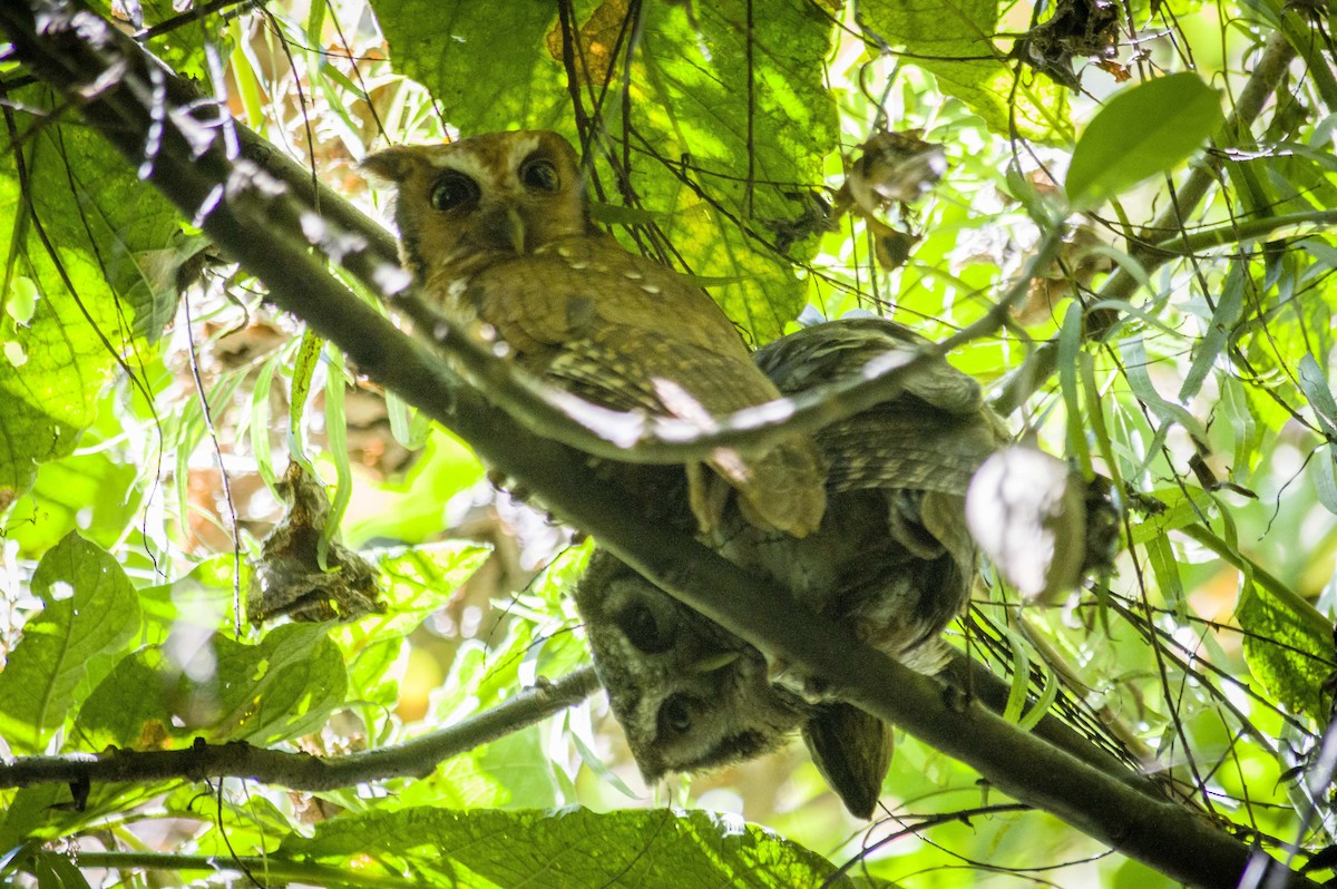 Tropical Screech-Owl - ML441403731