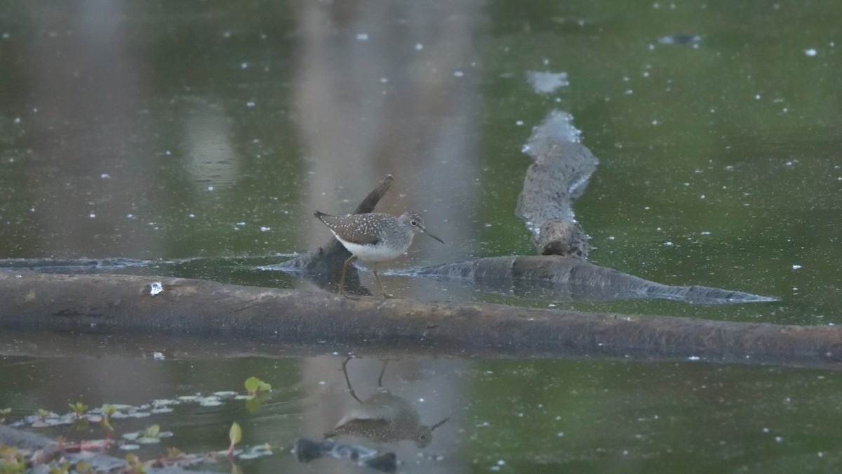 Solitary Sandpiper - ML441404291