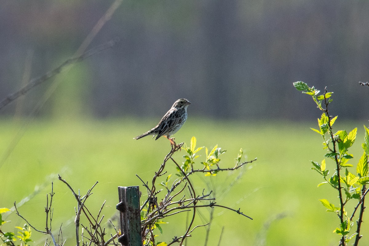 Savannah Sparrow - ML441404451