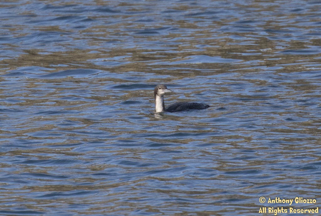 Pacific Loon - ML44140501