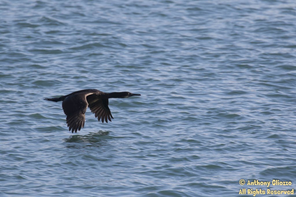 Brandt's Cormorant - ML44140541