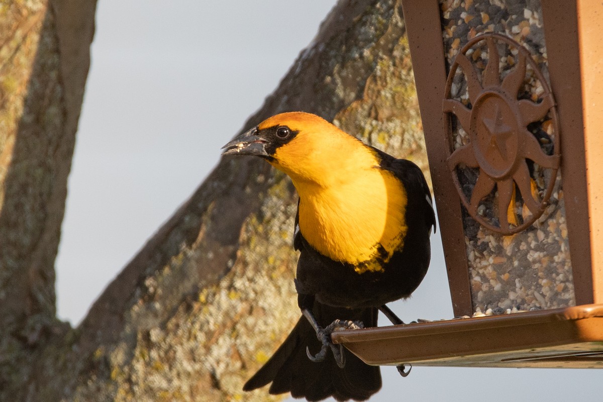 Yellow-headed Blackbird - Rob  Sielaff